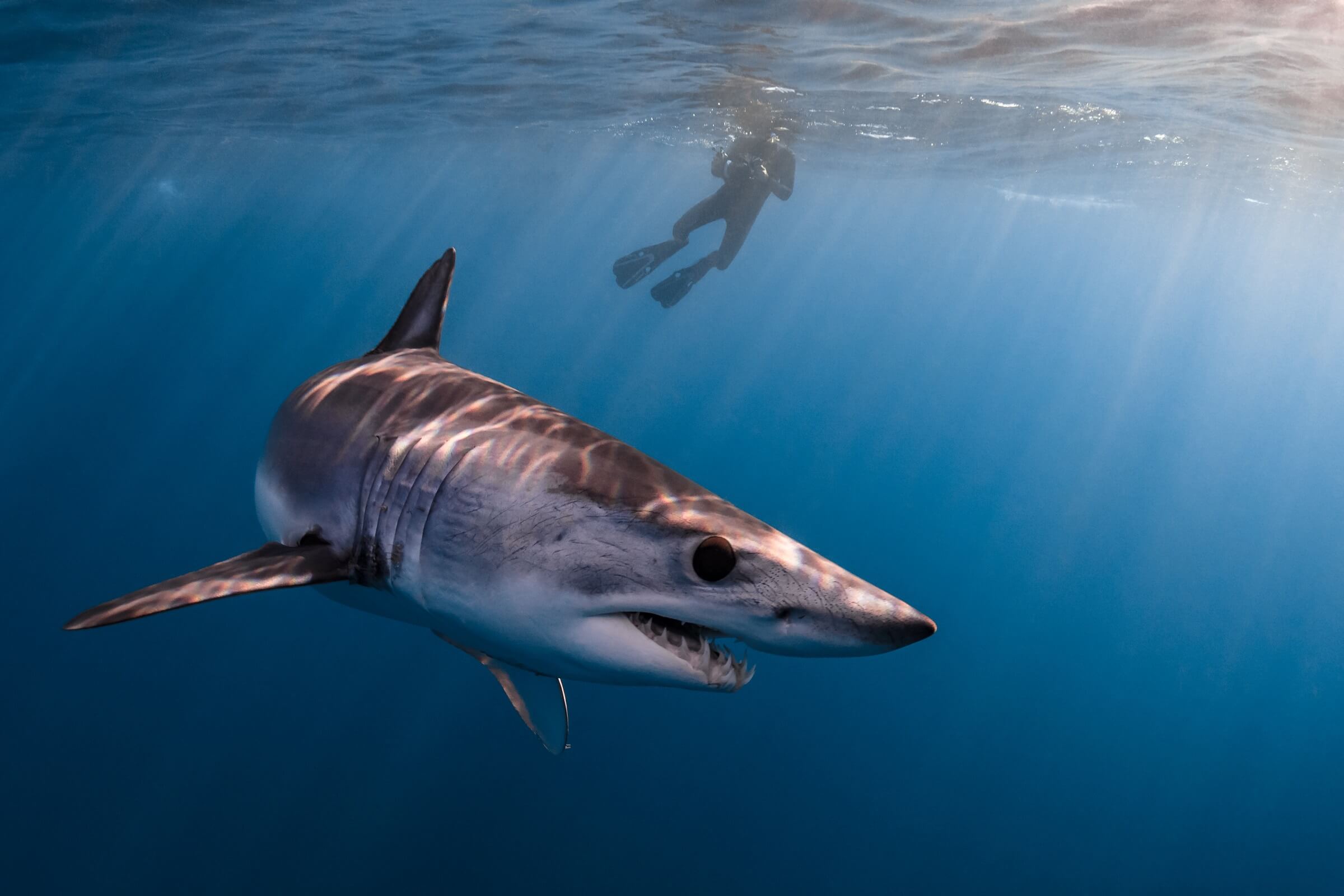 A two-year fishing ban may help reverse the decline in the shortfin mako  shark population
