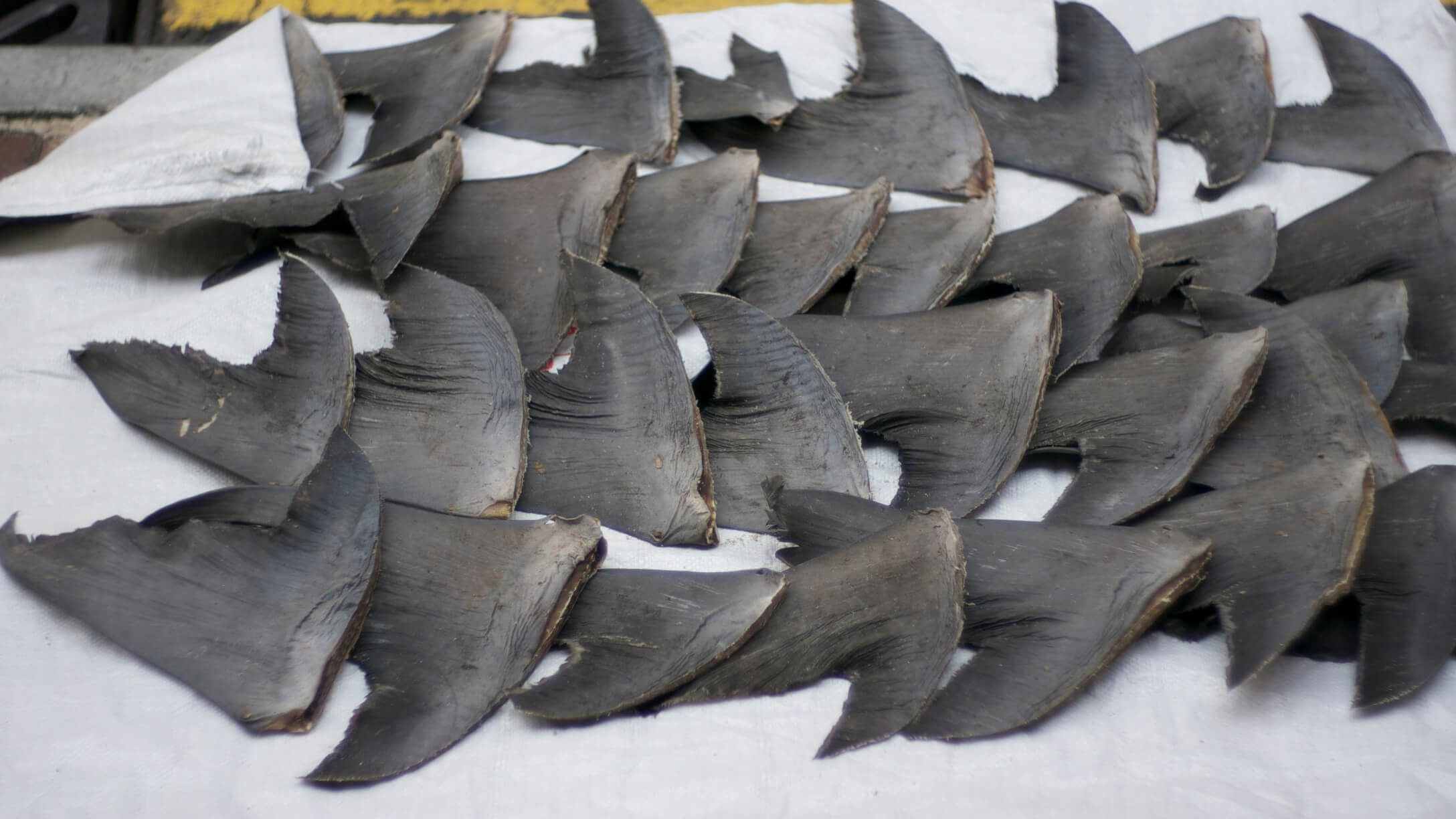 Shark Finning Prohibition Act of 2000